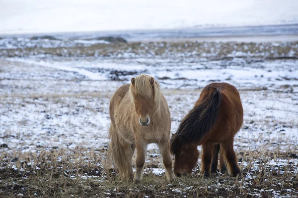 Dois cavalos islandeses no inverno — Fotografia de Stock