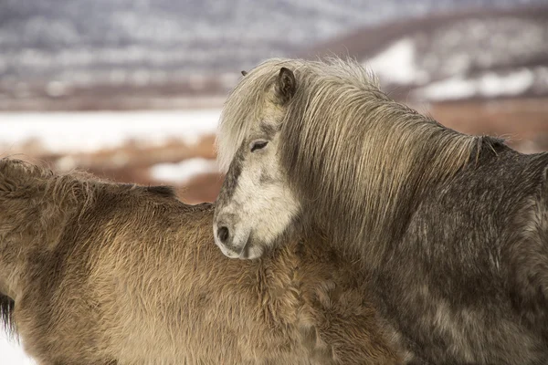 Icelandic pony in wintertime — Stock Photo, Image