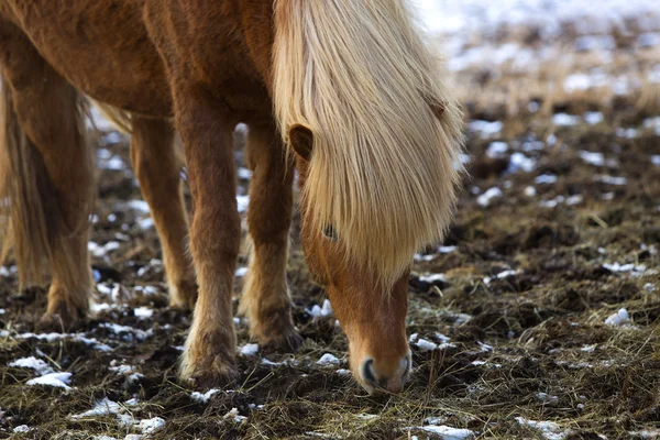 Portrét hnědé islandské koně — Stock fotografie