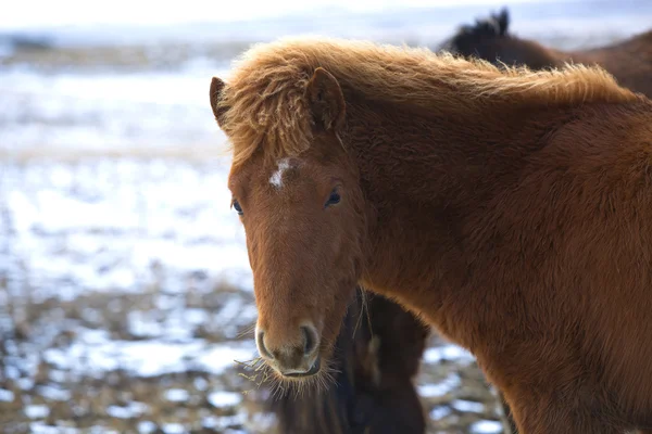 Portret van een jonge bruin IJslandse veulen — Stockfoto