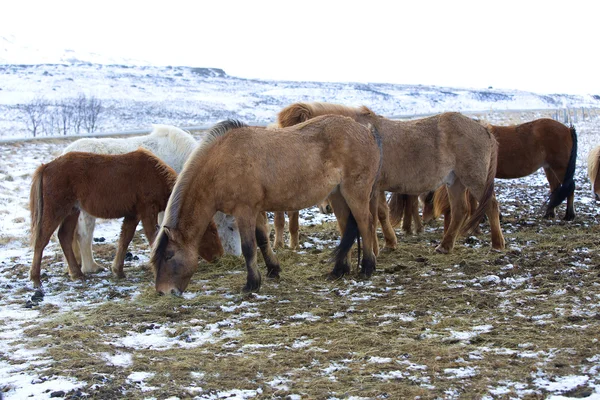 Troupeau de chevaux islandais en hiver — Photo