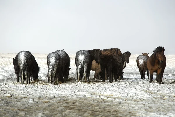 Mandria di cavalli islandesi dopo la tempesta di neve — Foto Stock