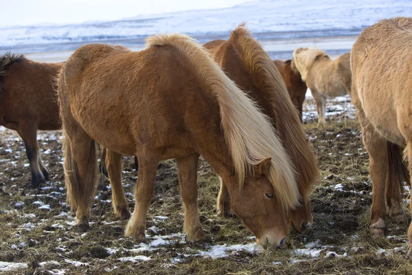 Стадо исландских лошадей зимой — стоковое фото