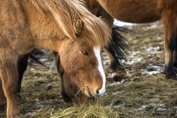 Icelandic horses in winter — Stock Photo, Image