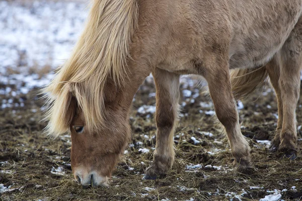 Portrét blonďatá islandské koně — Stock fotografie