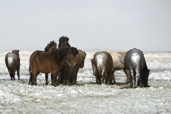 Herd of Icelandic horses after snow storm — Stock Photo, Image