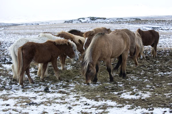 Herd of Icelandic horses in winter — Stock Photo, Image