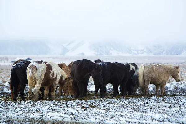 Troupeau de chevaux islandais après la tempête de neige — Photo