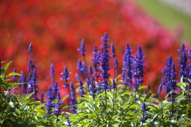 Mor Salvia Alanı