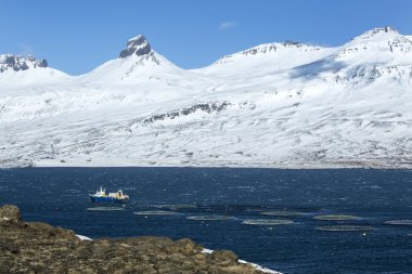 Kesici Kuzey fjords İzlanda'daki Balık tutma