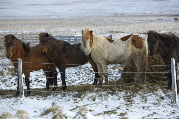 Стадо исландских лошадей зимой — стоковое фото