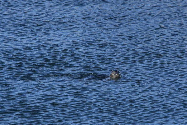 Tätning i havet — Stockfoto