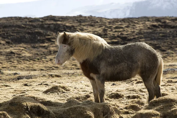 Poney Islandais En Hiver Paysage Cheval Islandais Stock Photo Poney Islandais En Hiver Paysage Cheval Islandais Stock Photo