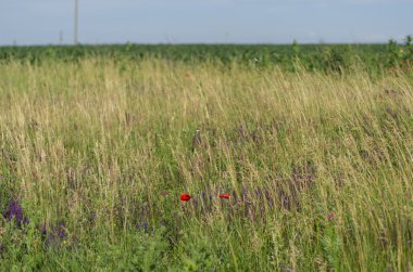 Yeşil doğada mor thistle
