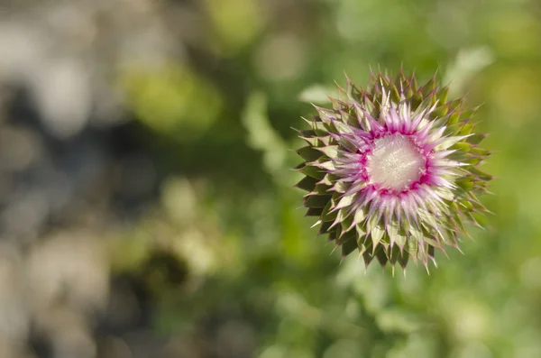 Thistle top view close-up — Stock Photo, Image