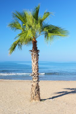 palmiye ağacı deniz arka plan üzerinde