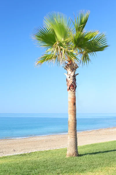 Palmera en el fondo del mar — Foto de Stock