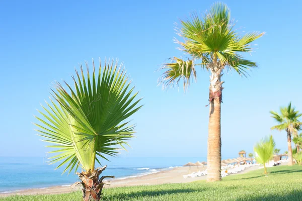 Palmera en el fondo del mar — Foto de Stock