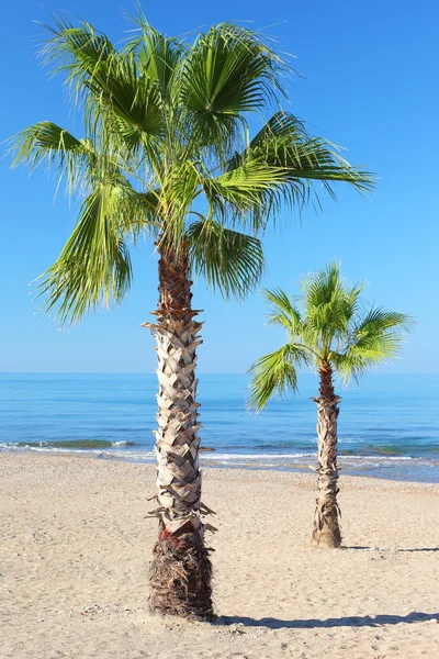 Palme auf dem Hintergrund des Meeres — Stockfoto