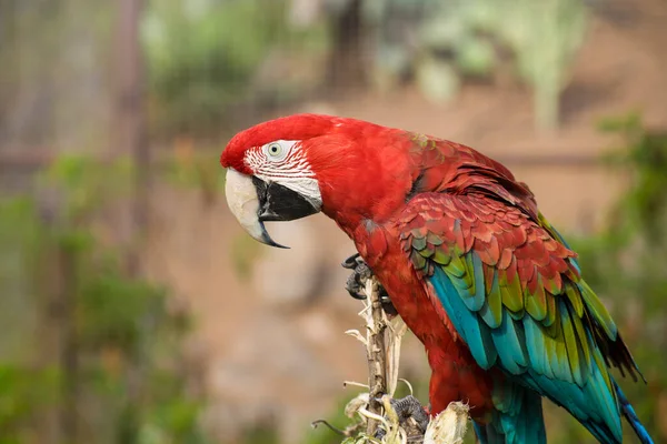 야자나무 앵무새 — 스톡 사진