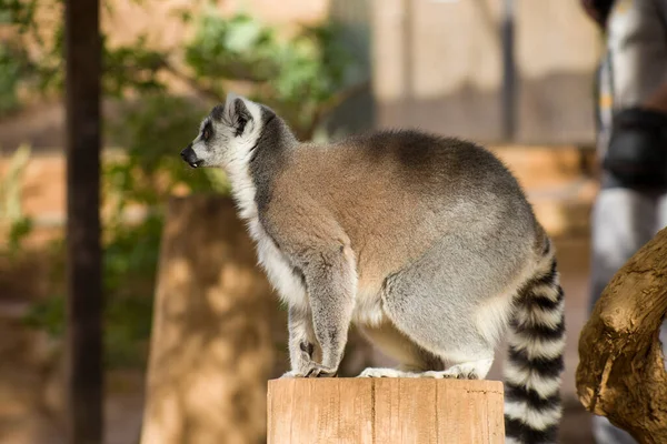 Lemur Las Islas Canarias Parque Monos — Foto de Stock