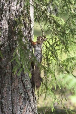 Bir ağaç gövdesindeki vahşi ormanda sincap.