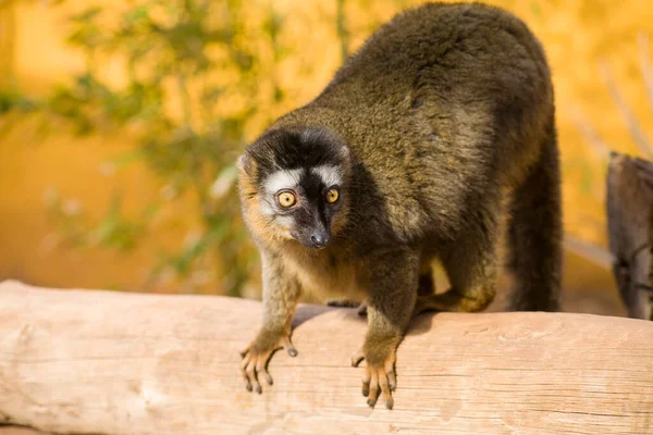Lemur Las Islas Canarias Parque Monos — Foto de Stock
