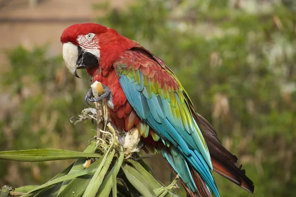 Kırmızı Mavi Papağan Yeşil Palmiye Yapraklarında Oturuyor — Stok fotoğraf