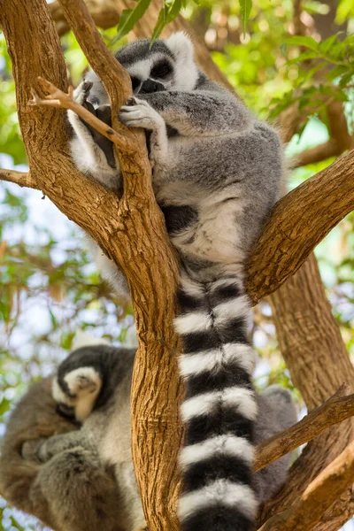 Lêmure Nas Ilhas Canárias Parque Macacos — Fotografia de Stock