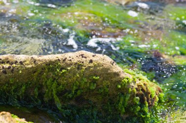 Deniz taşları yeşil yosunlarla kaplanmış.