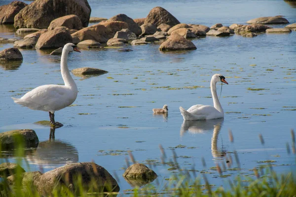 Famille Des Cygnes Dans Fond Marin — Photo