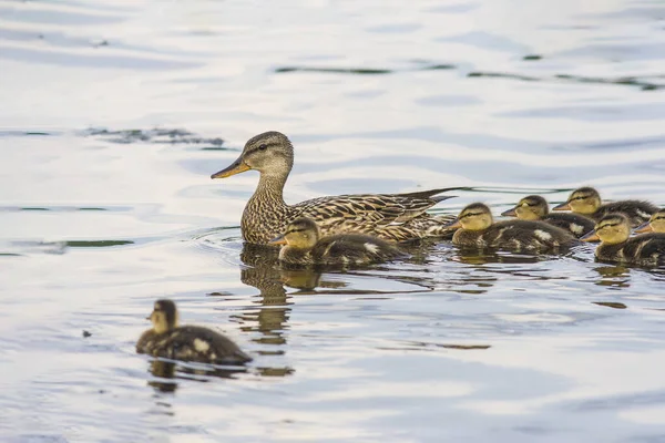 Duck Ducklings Swims Sea — Stock Photo, Image