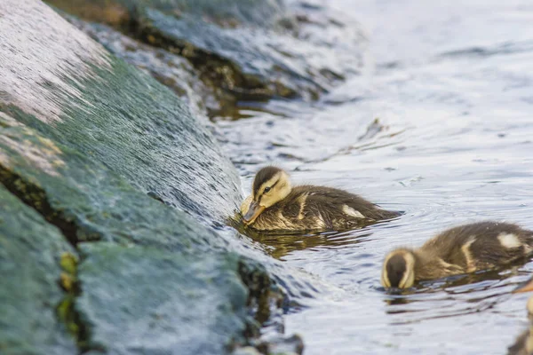 Smal Ducklings Feed Small Algae Sea Stones — Stock Photo, Image