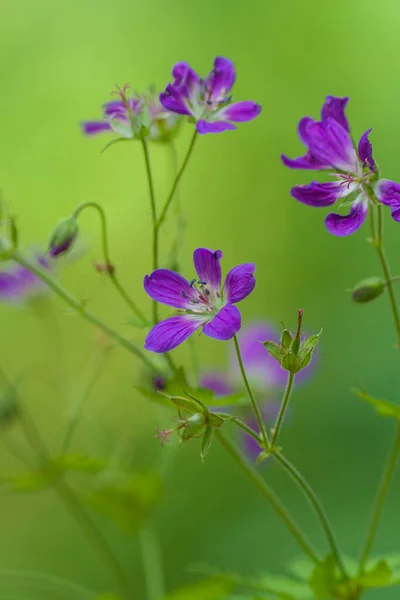 Wilde Waldblume Von Lila Farbe Auf Grünem Hintergrund — Stockfoto