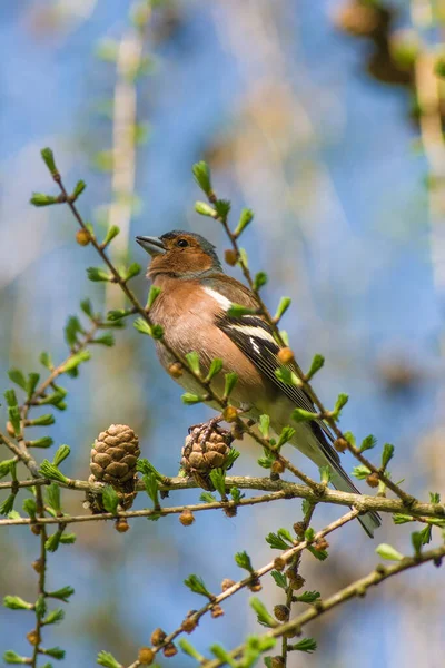 Beauty Spring Finch Sitting Branch — Stock Photo, Image