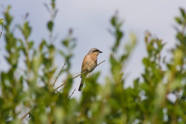 Ormandaki bir ağaç dalında oturan kuş.
