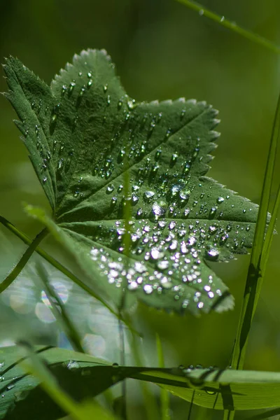 Green Leaf Transparent Drops Forest — Stock Photo, Image
