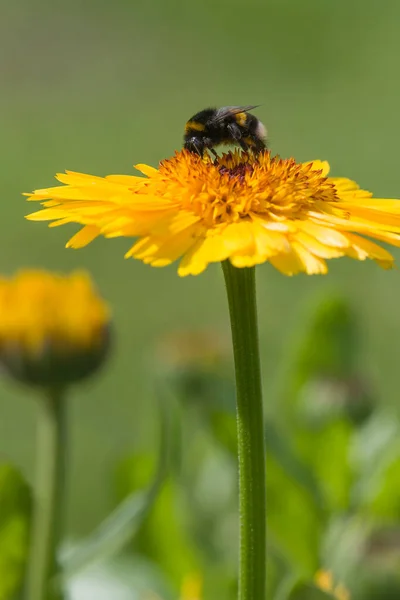 Bumblebee Collects Honey Nectar Large Flower — Stock Photo, Image