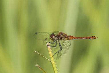 Bir bitkinin üzerinde oturan genç bir yusufçuk resmi.