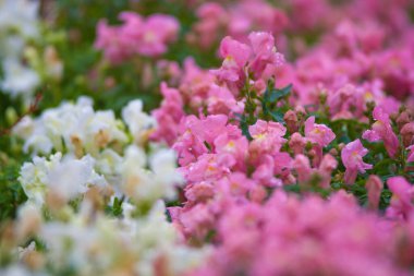 Çiçek tarhındaki çiçeklerin makro fotoğrafı