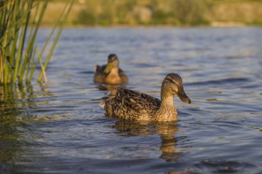 Yaban ördeği yazın gölde yüzer.
