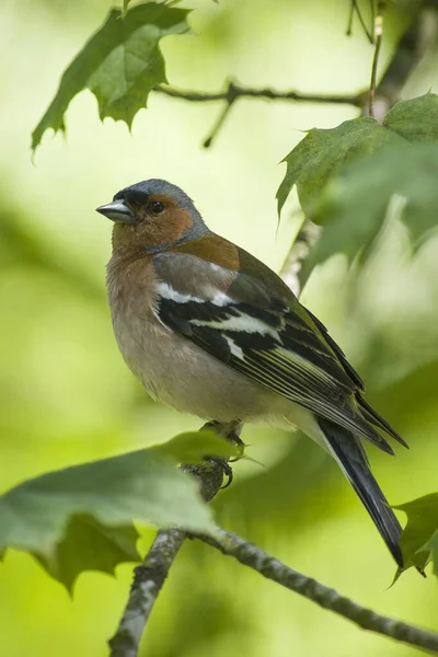 Beauty Spring Finch Sitting Branch — Stock Photo, Image