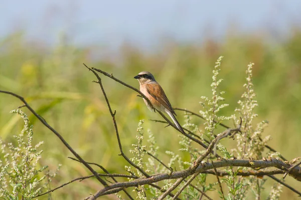 Bird Sitting Tree Branch Forest — Stock Photo, Image