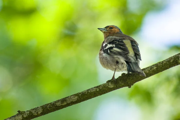 Beauty Spring Finch Sitting Branch — Stock Photo, Image