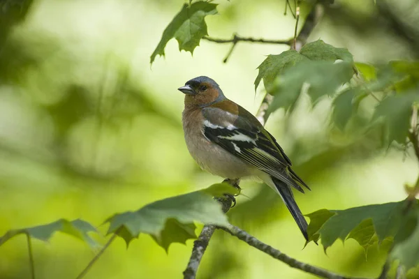 Beauty Spring Finch Sitting Branch — Stock Photo, Image