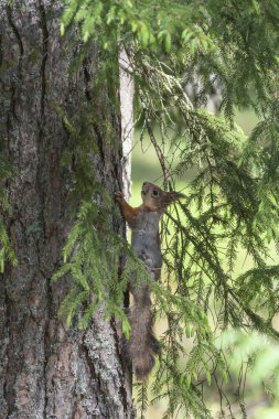 Ormanda bir ağaç gövdesinde oturan sincap.
