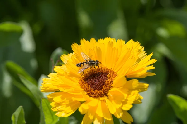 Hummel Sammelt Honig Und Nektar Aus Einer Großen Blume — Stockfoto