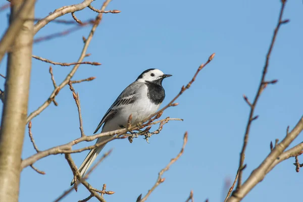 森の木の枝に座っている鳥は — ストック写真