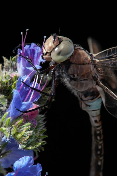 Foto Van Een Jonge Libel Zittend Een Plant — Stockfoto