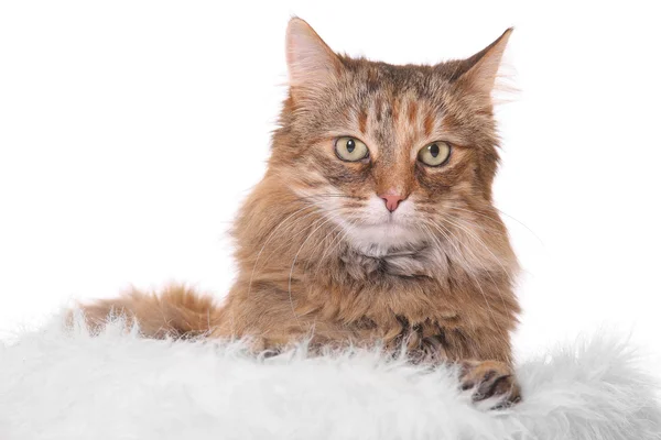 Gato aislado en blanco —  Fotos de Stock